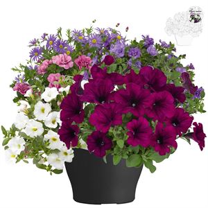 Bild von TP26 Patio Mix 1